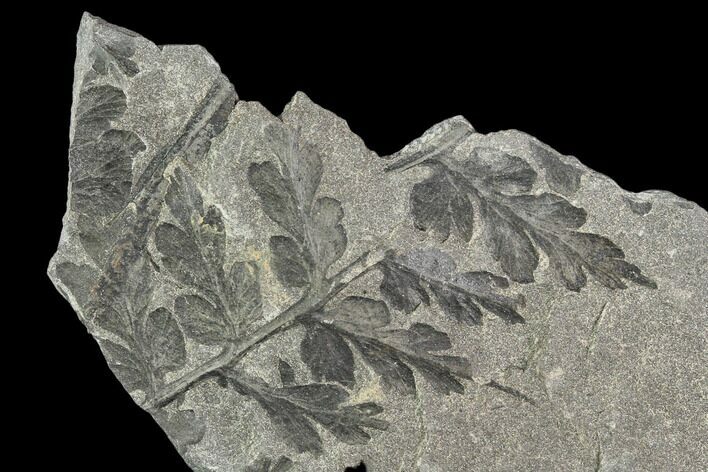 Pennsylvanian Fossil Fern (Sphenopteris) - Alabama #112766